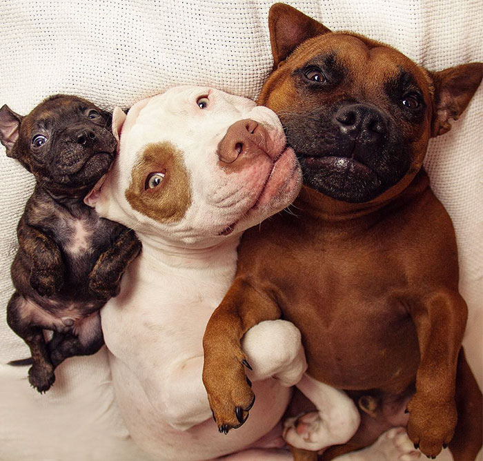 Rescue Dogs Adopt Potato