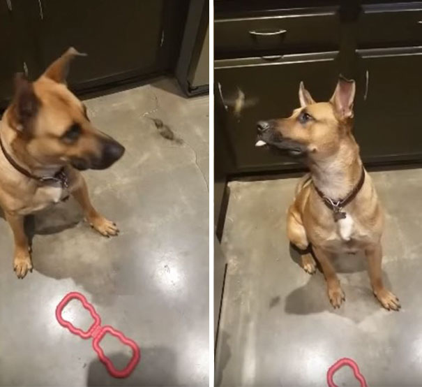 rescue-hummingbird-dog-friendship-rex-hummer-1 rescue-hummingbird-dog-friendship-rex-hummer-1