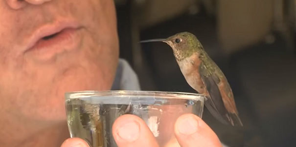 rescue-hummingbird-dog-friendship-rex-hummer-3