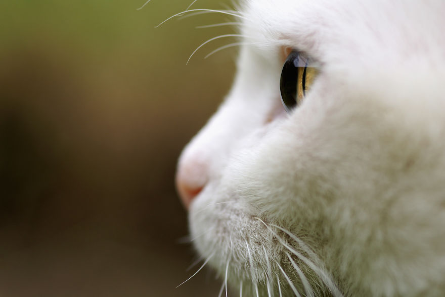 I Take Portraits Of Cats Showing Their Unique Characters