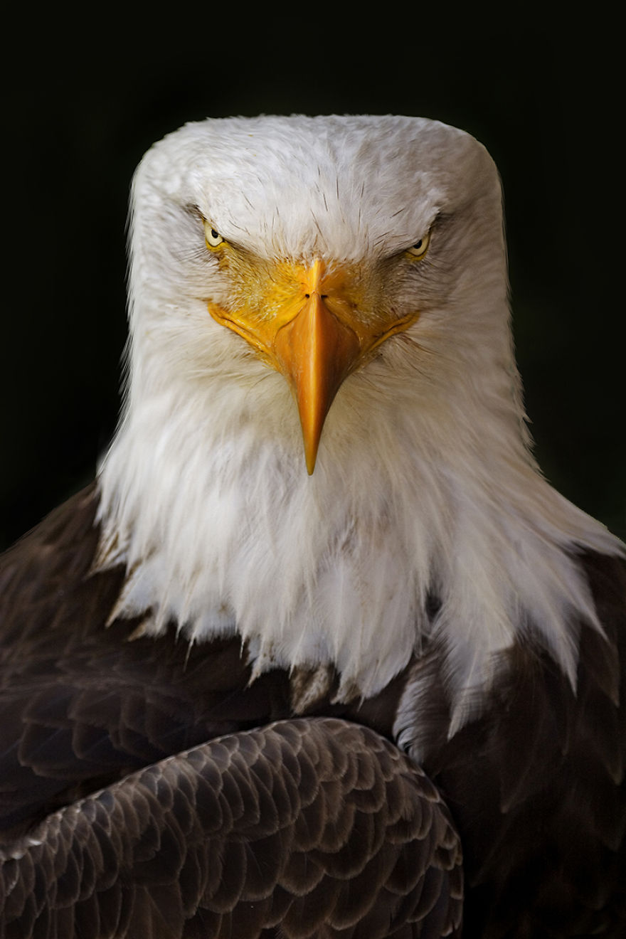 I Made Realistic Animal Caricatures