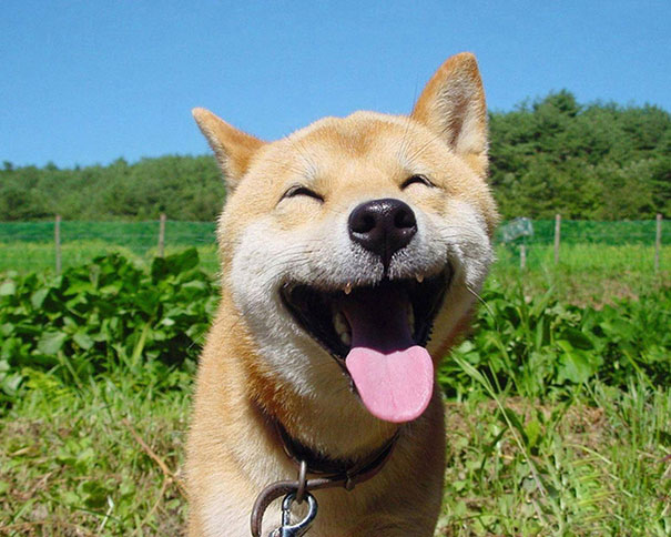 Happy Dog