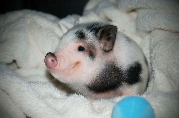 Piglet