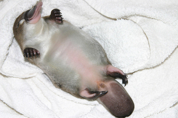 Baby Duck-billed Platypus