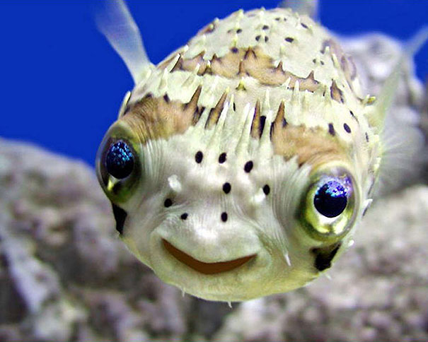 Smiling Fish
