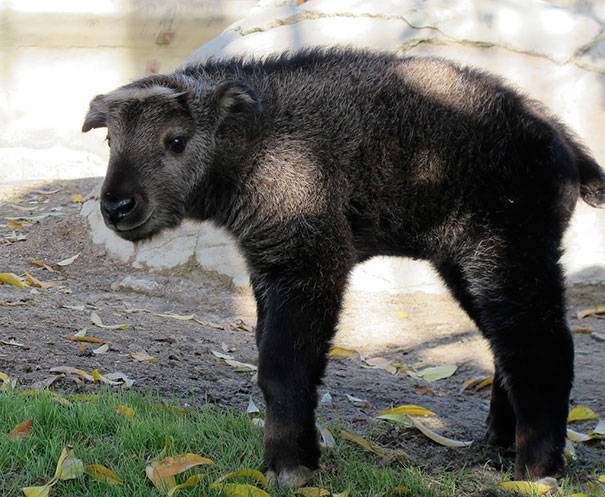 Baby Takin