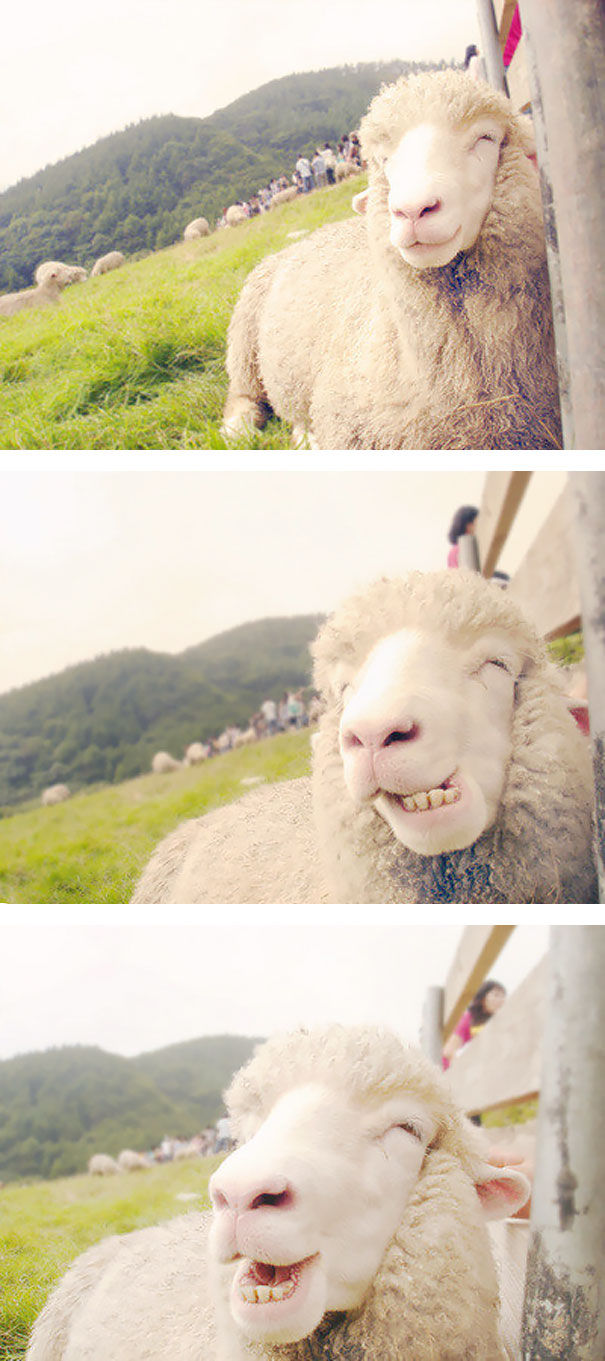 Happy Sheep