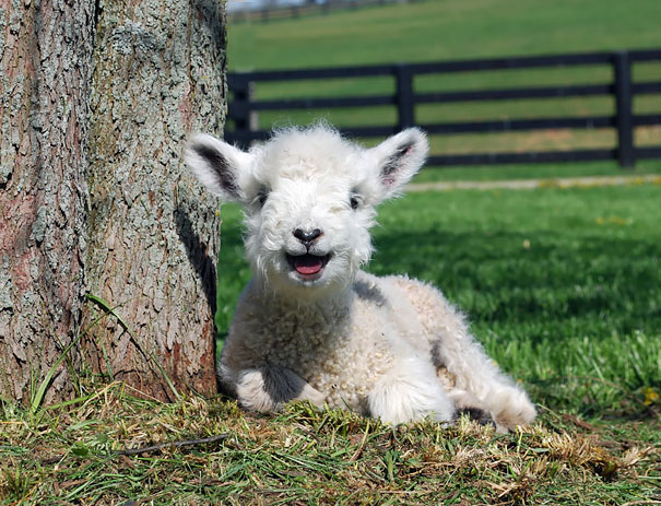 Happy Lamb