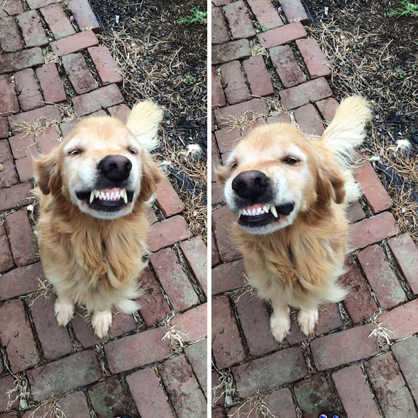 I've Got One Goofy Ass Dog