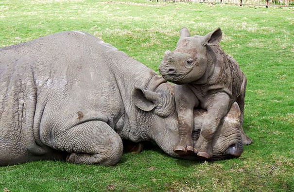 Tiny Smiling Rhino Chilling With Its Mommy