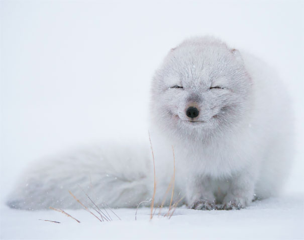 Smiling Fox