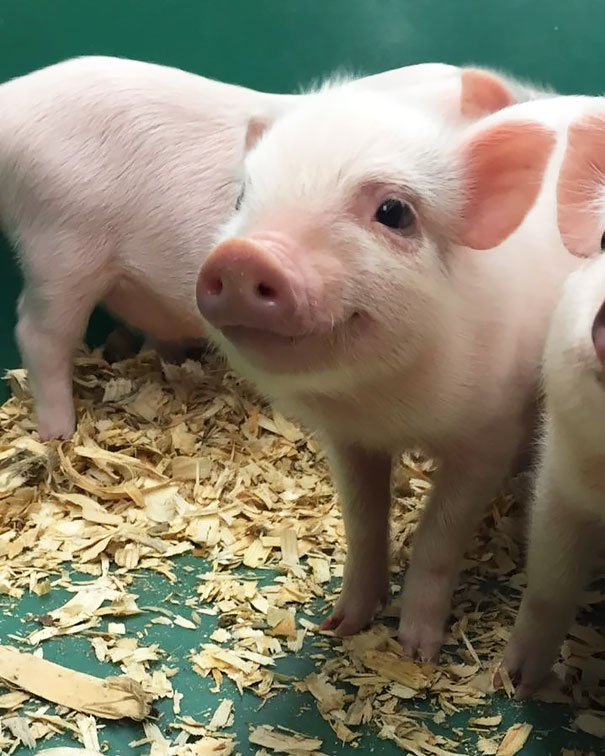 This Little Guy Smiling At Me!