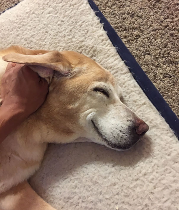 My Dog Just Turned 15 A Few Days Ago. Here's Mya This Morning Before Waking Up