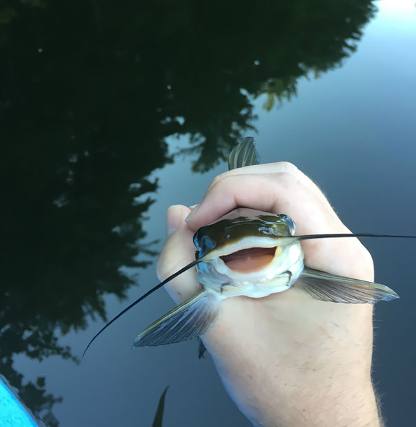 Ridiculously Photogenic... Catfish?