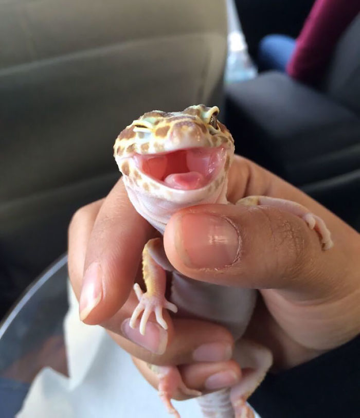 Ridiculously Photogenic Leopard Gecko.