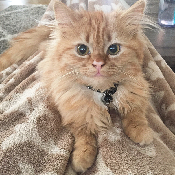 She's Got A Constant Kitten Smile Going On