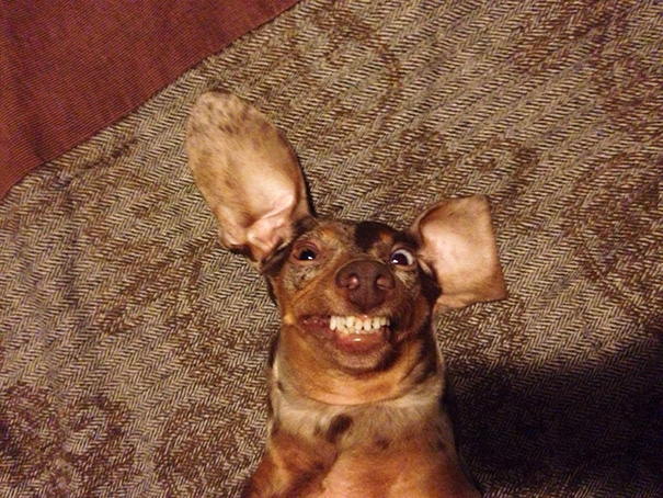 I Told Him To Smile And Be Cute For The Internet, But This Is What I Got