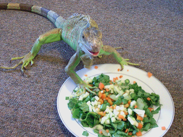 She Smiles Whenever We Fix Her Favorite Salad