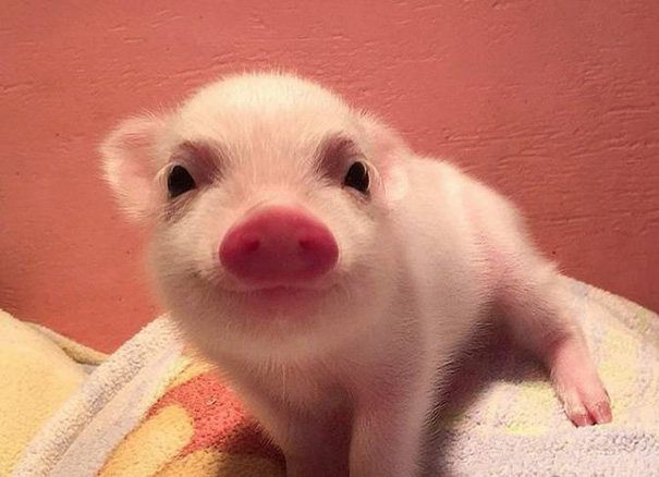 Piggy Smile