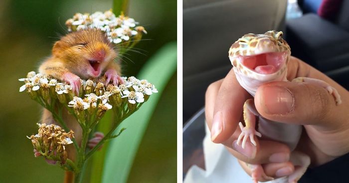201 Smiling Animals That Will Instantly Make You Smile
