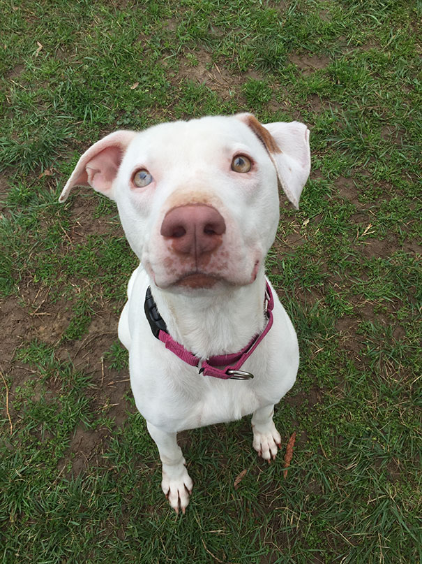 smiling-dog-adopted-pitbull-kobe-baltimore-bully-crew-13