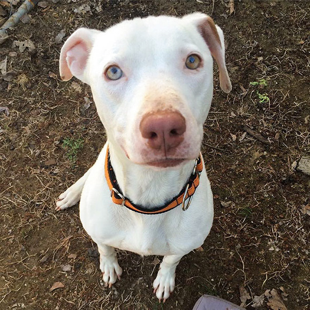 smiling-dog-adopted-pitbull-kobe-baltimore-bully-crew-6