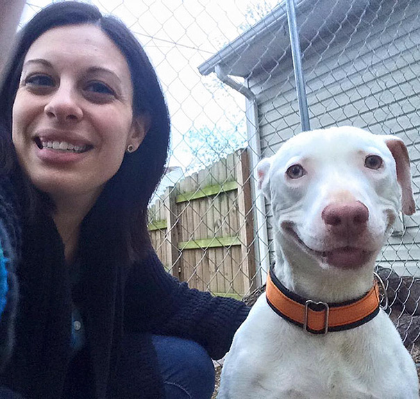 smiling-dog-adopted-pitbull-kobe-baltimore-bully-crew-8 smiling-dog-adopted-pitbull-kobe-baltimore-bully-crew-8