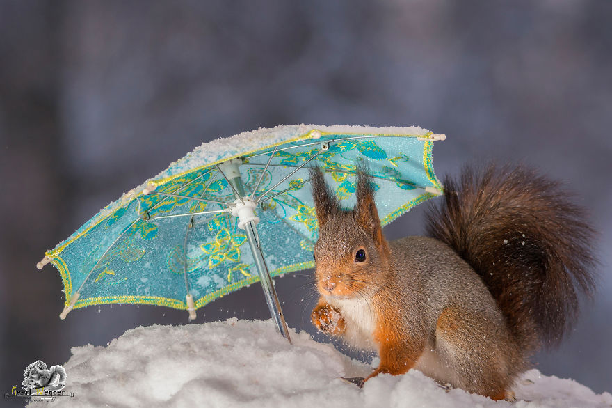 I Take Pictures Of Wild Red Squirrels Using Tiny Umbrellas