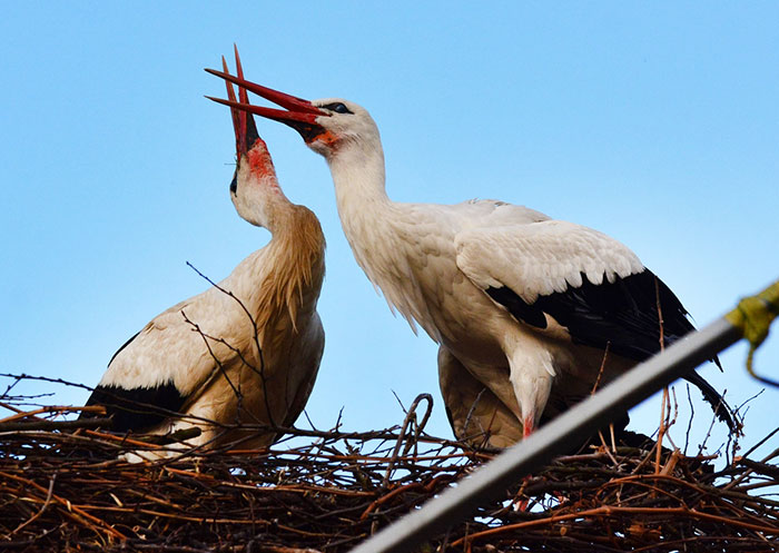 stork-flies-thousands-miles-friend-klepetan-malena-croatia-15 stork-flies-thousands-miles-friend-klepetan-malena-croatia-15