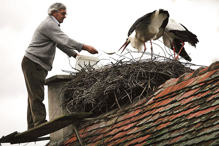 stork-flies-thousands-miles-friend-klepetan-malena-croatia-20 stork-flies-thousands-miles-friend-klepetan-malena-croatia-20