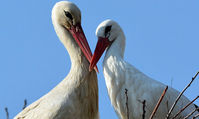 stork-flies-thousands-miles-friend-klepetan-malena-croatia-22 stork-flies-thousands-miles-friend-klepetan-malena-croatia-22