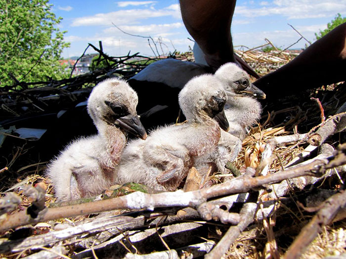 stork-flies-thousands-miles-friend-klepetan-malena-croatia-8 stork-flies-thousands-miles-friend-klepetan-malena-croatia-8