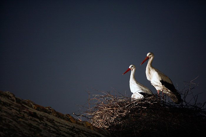 stork-flies-thousands-miles-friend-klepetan-malena-croatia-9 stork-flies-thousands-miles-friend-klepetan-malena-croatia-9