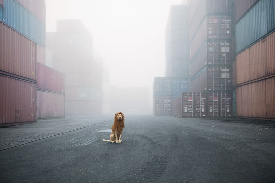 stray-dog-big-city-lion-grossstadtlowe-julia-marie-werner-1 stray-dog-big-city-lion-grossstadtlowe-julia-marie-werner-1