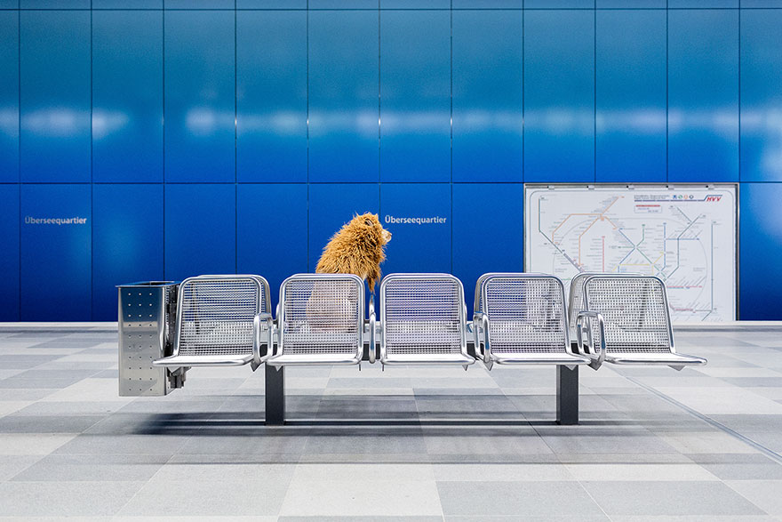 stray-dog-big-city-lion-grossstadtlowe-julia-marie-werner-10