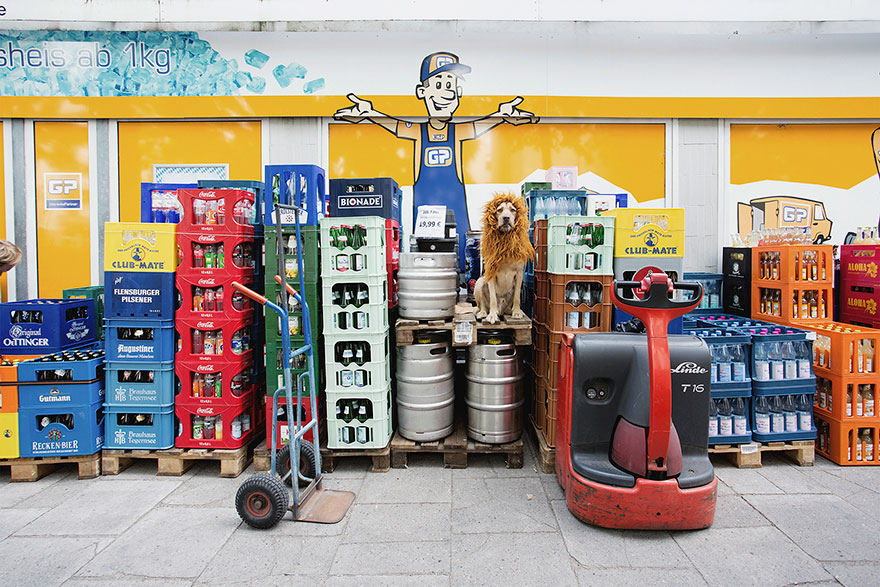 stray-dog-big-city-lion-grossstadtlowe-julia-marie-werner-14