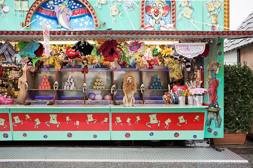 stray-dog-big-city-lion-grossstadtlowe-julia-marie-werner-15 stray-dog-big-city-lion-grossstadtlowe-julia-marie-werner-15