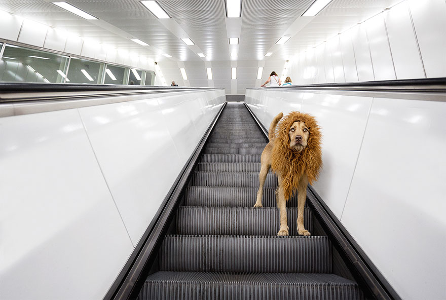 stray-dog-big-city-lion-grossstadtlowe-julia-marie-werner-2