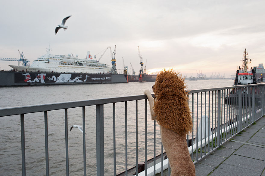 stray-dog-big-city-lion-grossstadtlowe-julia-marie-werner-3 stray-dog-big-city-lion-grossstadtlowe-julia-marie-werner-3