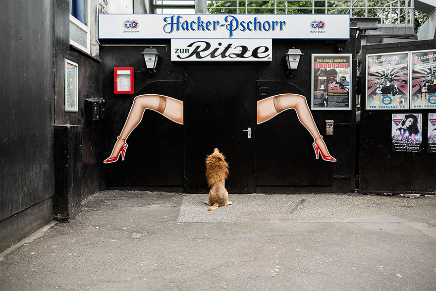 stray-dog-big-city-lion-grossstadtlowe-julia-marie-werner-4