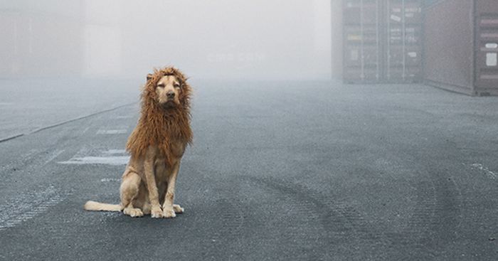 Homeless Dog Found In Garbage Becomes A Lion He Deserves To Be