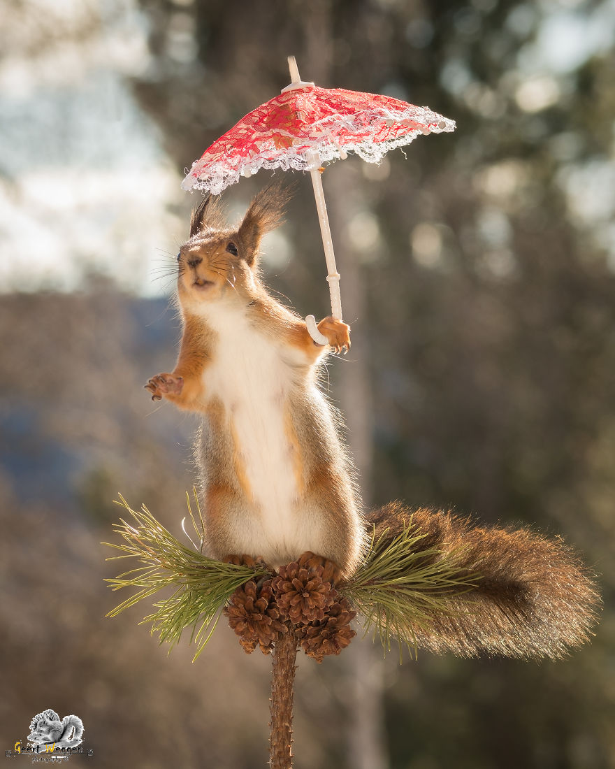 I Take Pictures Of Wild Red Squirrels Using Tiny Umbrellas