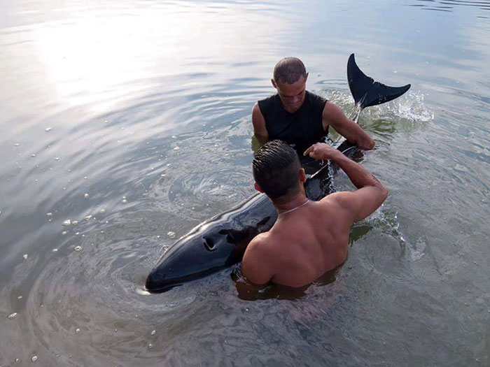 surfers-rescue-baby-whale-stranded-costa-rica-1 surfers-rescue-baby-whale-stranded-costa-rica-1