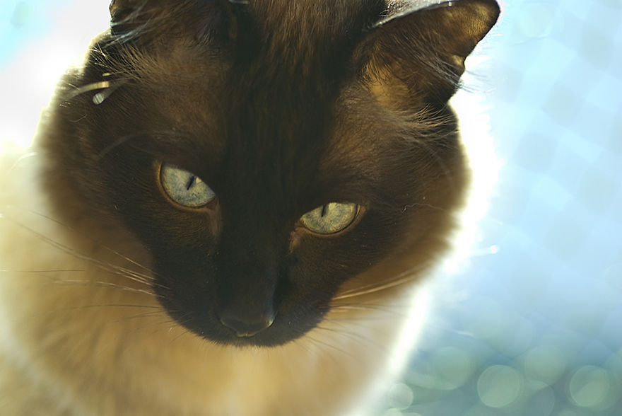 I Take Portraits Of Cats Showing Their Unique Characters