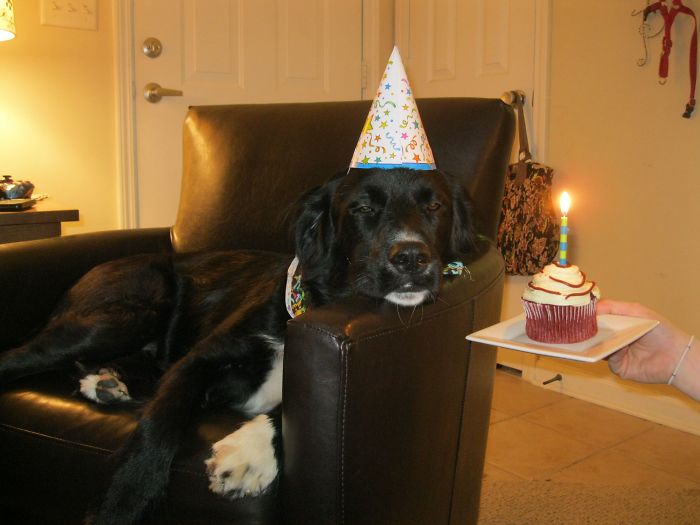 I Threw My Dog A Birthday Party Tonight. Needless To Say He Was Thrilled