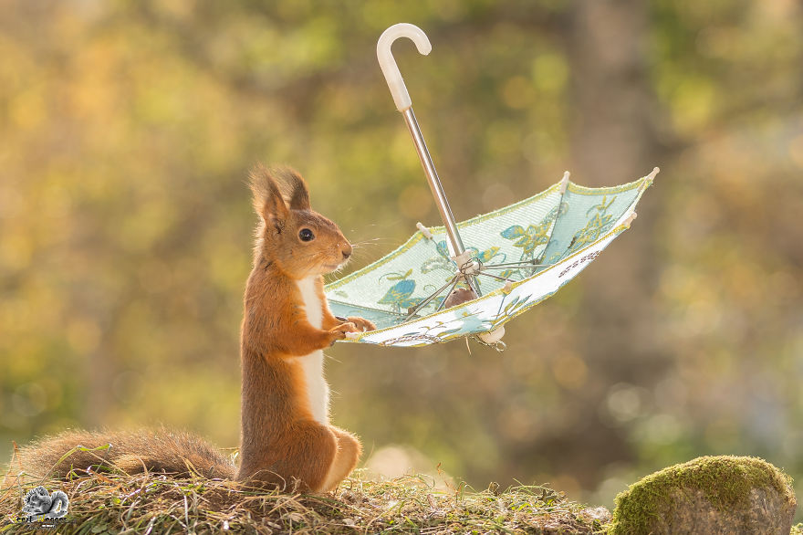 I Take Pictures Of Wild Red Squirrels Using Tiny Umbrellas