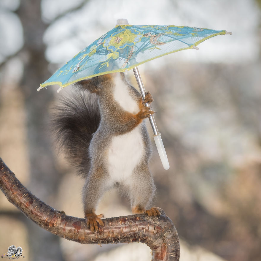 I Take Pictures Of Wild Red Squirrels Using Tiny Umbrellas