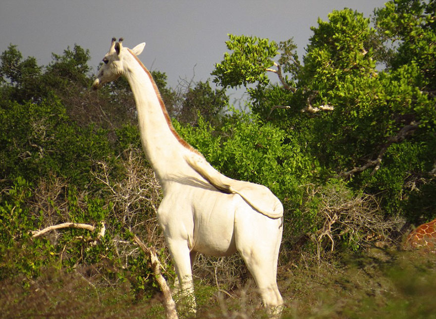 white-giraffe-albino-leucism-jamie-manuel-kenya-10 white-giraffe-albino-leucism-jamie-manuel-kenya-10