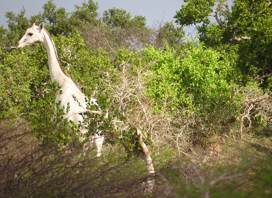 white-giraffe-albino-leucism-jamie-manuel-kenya-12 white-giraffe-albino-leucism-jamie-manuel-kenya-12