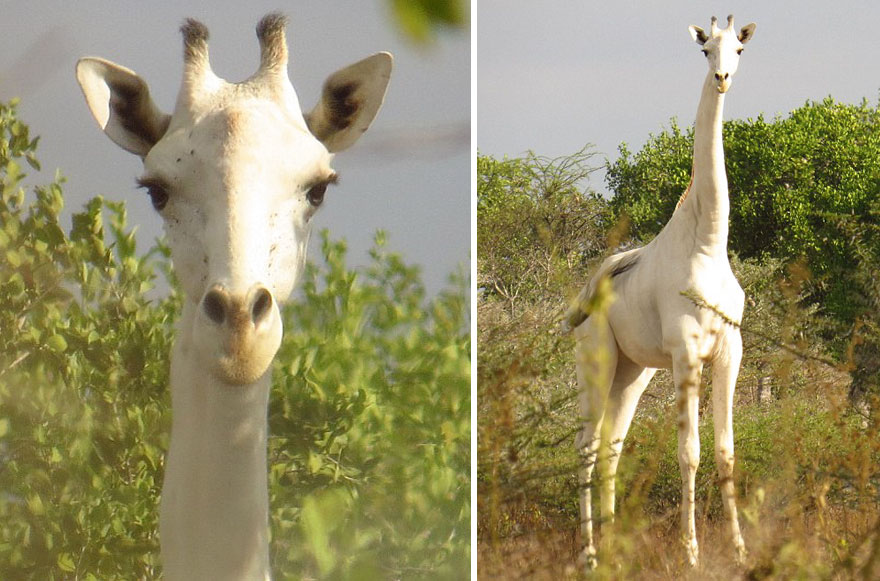 white-giraffe-albino-leucism-jamie-manuel-kenya-18 white-giraffe-albino-leucism-jamie-manuel-kenya-18